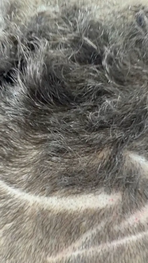 Salt-and-pepper texture, cut and left to fall